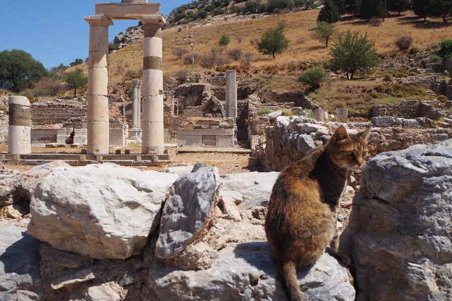 Ephesus: Half-Day Tour from Kusadasi - Temple of Hadrian and the Medusa Head: When Ruins Get Strange