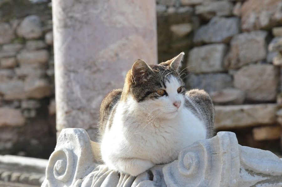 From Kusadasi Port: Ephesus Tour with Skip-the-Line Entry - Should You Book This Ephesus Tour from Kusadasi Port?