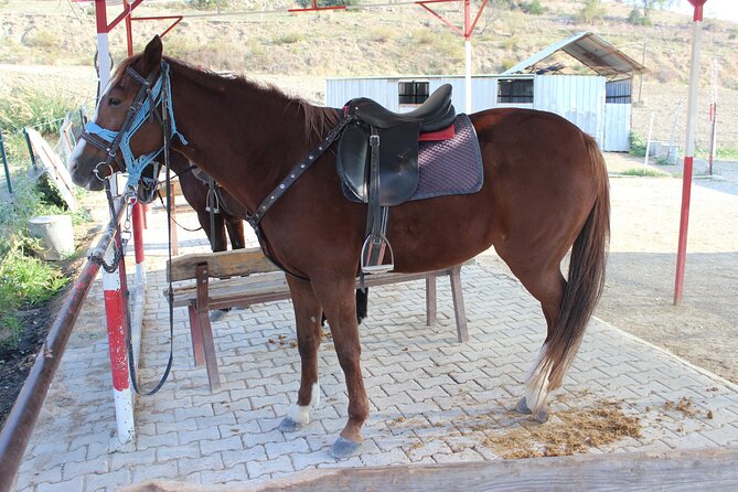 Kusadasi Horse Riding Beach and Forest options with Transfer - Kusadasi Horse Riding: Pine Forest to the Coast, in Plain Sight