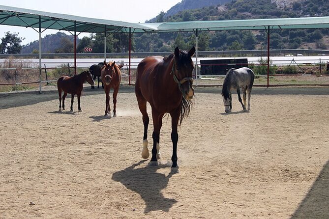 Kusadasi Horse Riding On Beach And Through The River - Pamucak beach: sand, sea air, and photo-stop moments