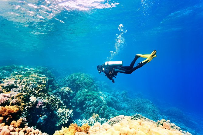 Kusadasi Scuba Diving Experience w/Instructor incl. Transfer - Why Kusadasi’s Aegean Water Feels Perfect for a First Try