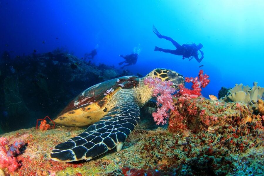 Kusadasi: Scuba Diving for Beginners w/Lunch & Transfer - From hotel to harbor: how the day really starts