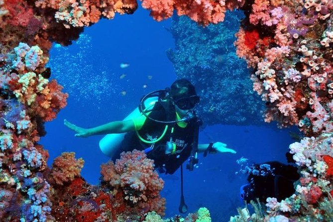 Scuba Diving Tour From Kusadasi / Selcuk - What you’ll likely see: aquatic life and underwater gems